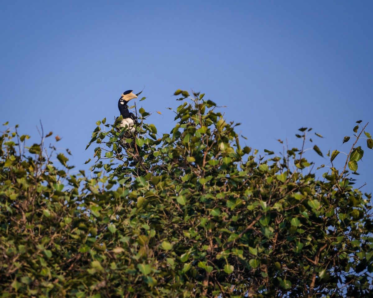 Cálao Coronado - ML645782494