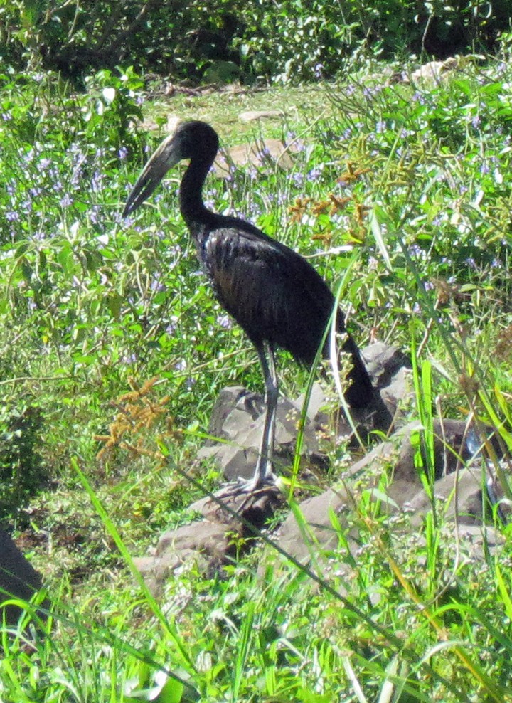 Matxardamoko beltza - ML645782495