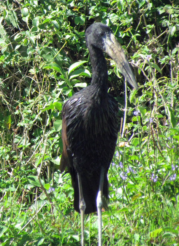 Matxardamoko beltza - ML645782496