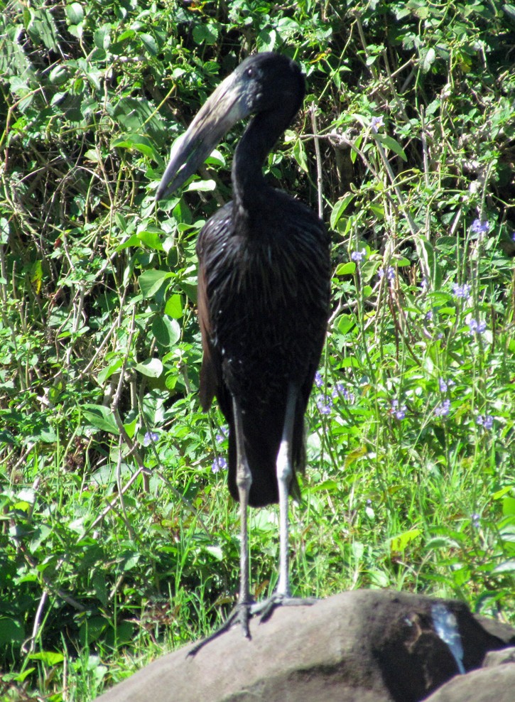 Matxardamoko beltza - ML645782497