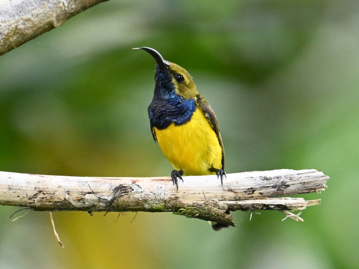 Sahul Sunbird - ML645782500