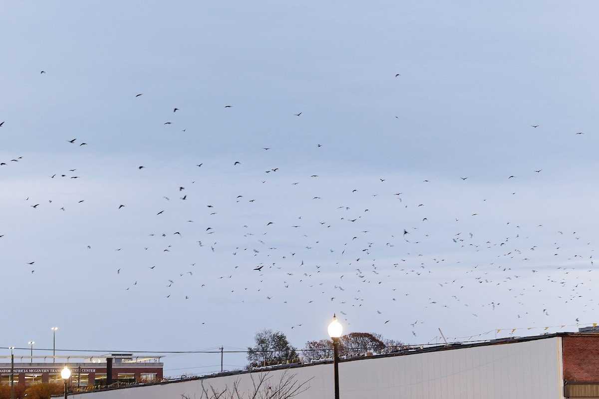 American Crow - ML645782502