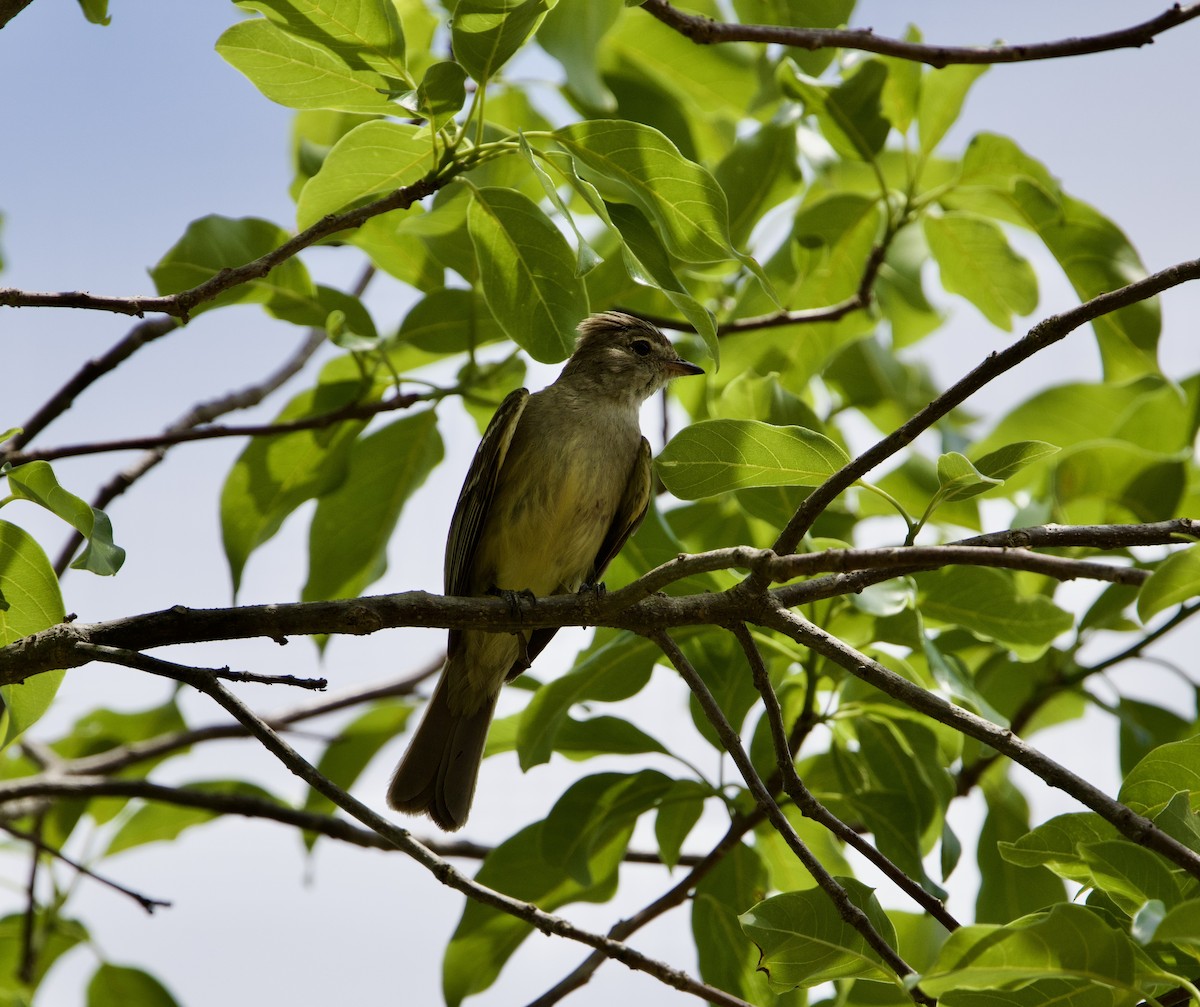 Желтобрюхая эления - ML645782512