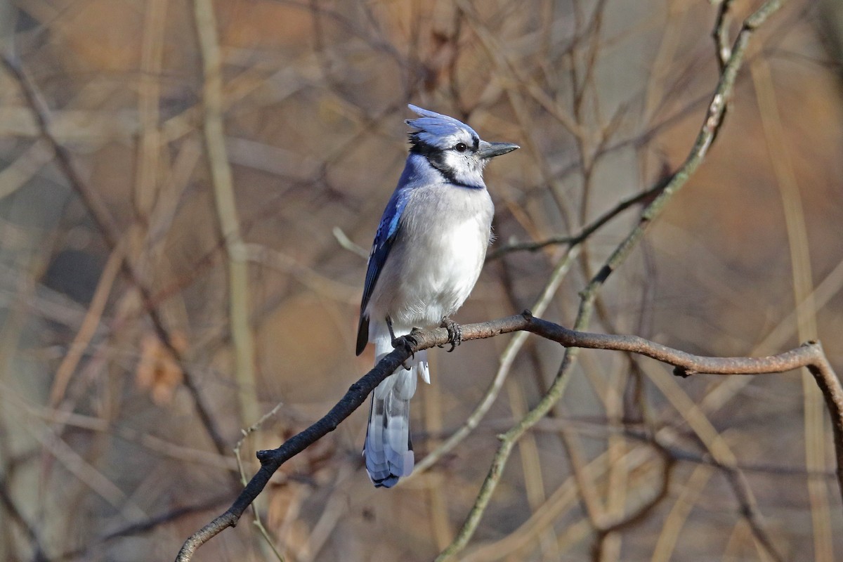 Geai bleu - ML645782516