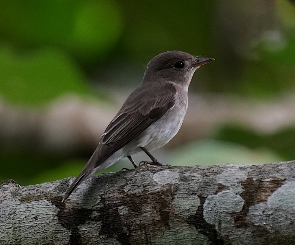 Asian Brown Flycatcher - ML645782534
