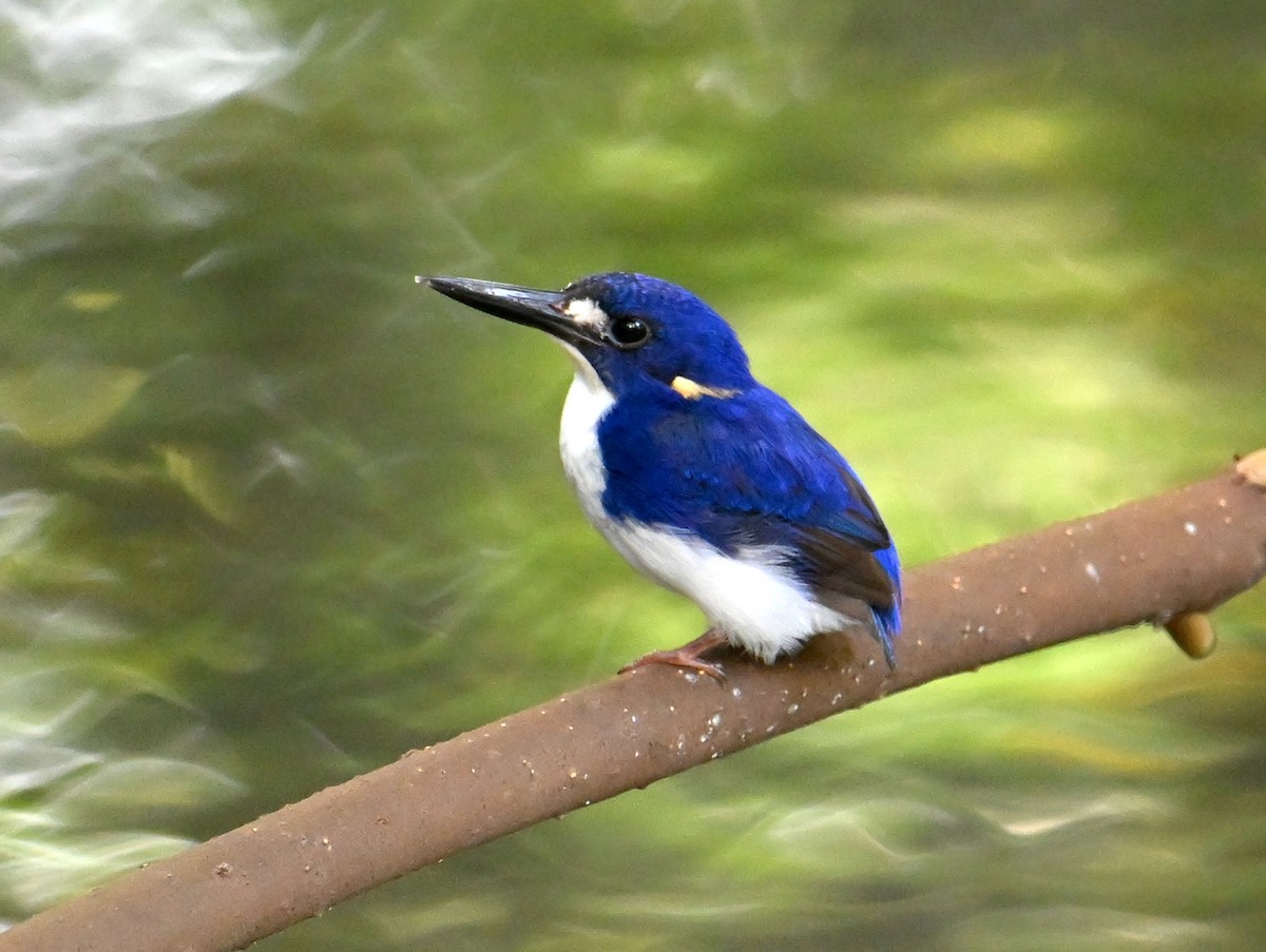 ヒメミツユビカワセミ - ML645782535