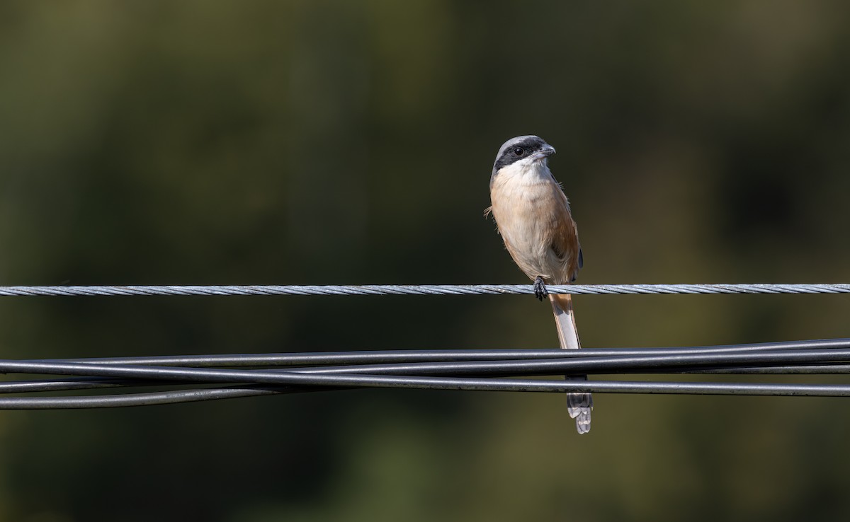 Long-tailed Shrike (schach) - ML645782543