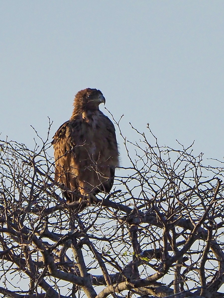 Tawny Eagle - ML645782544