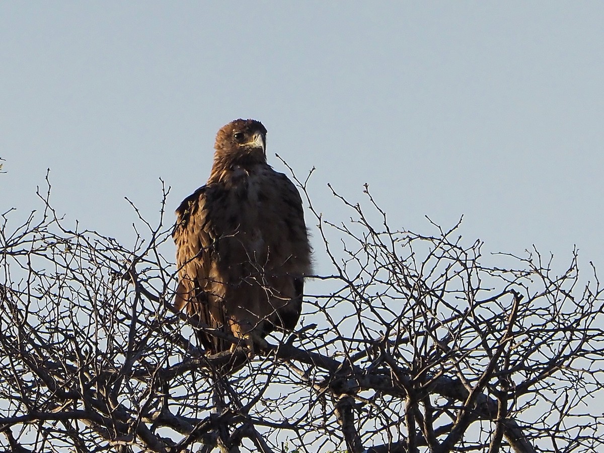 Tawny Eagle - ML645782545