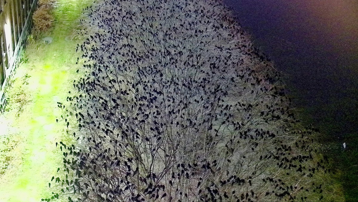 American Crow - ML645782551