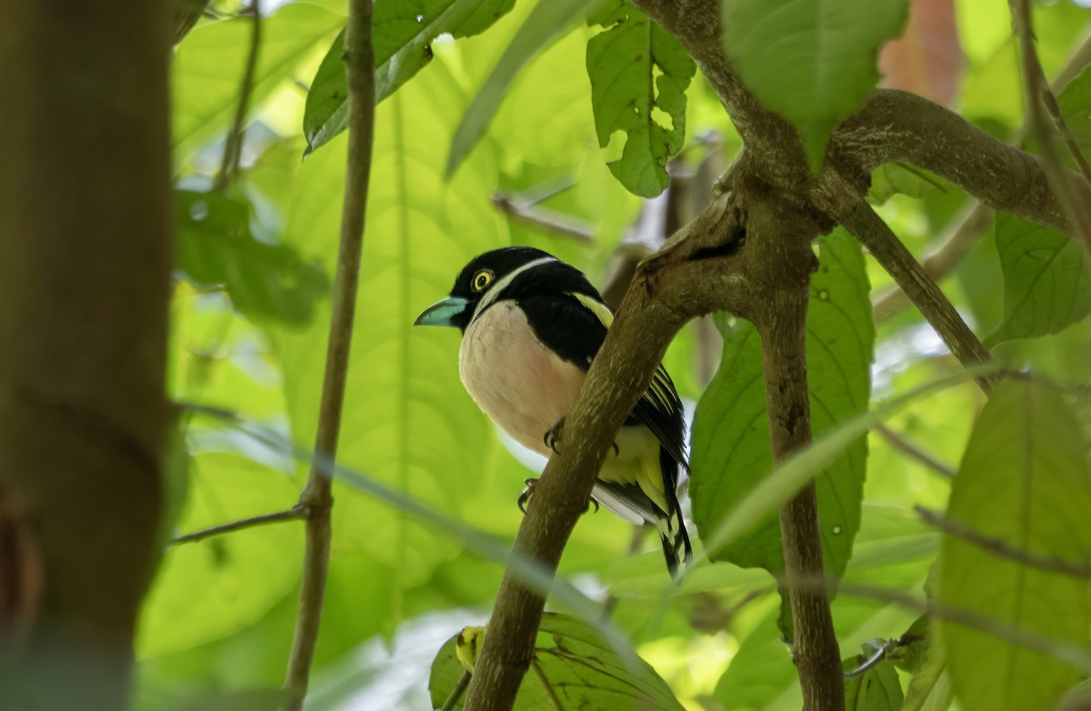 Black-and-yellow Broadbill - ML645782552