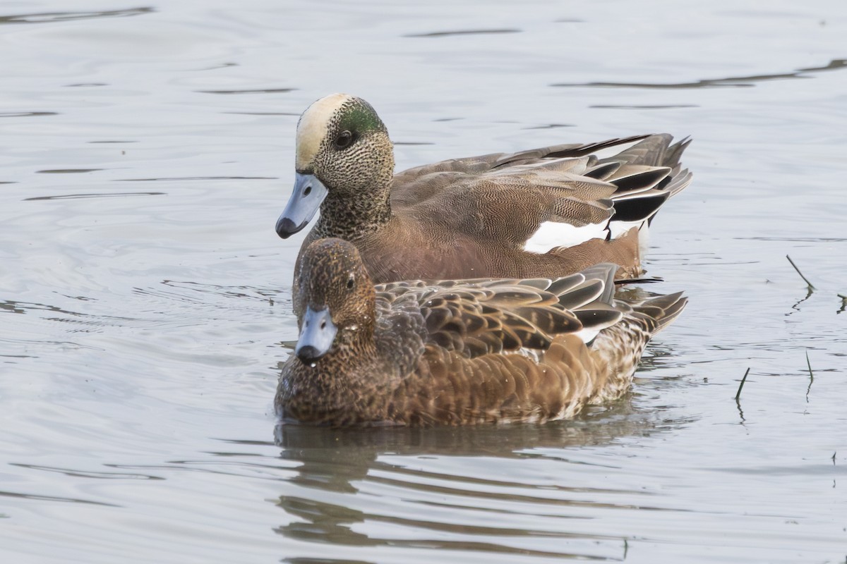 American Wigeon - ML645782553
