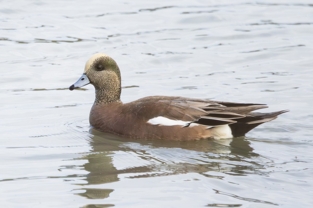 American Wigeon - ML645782554