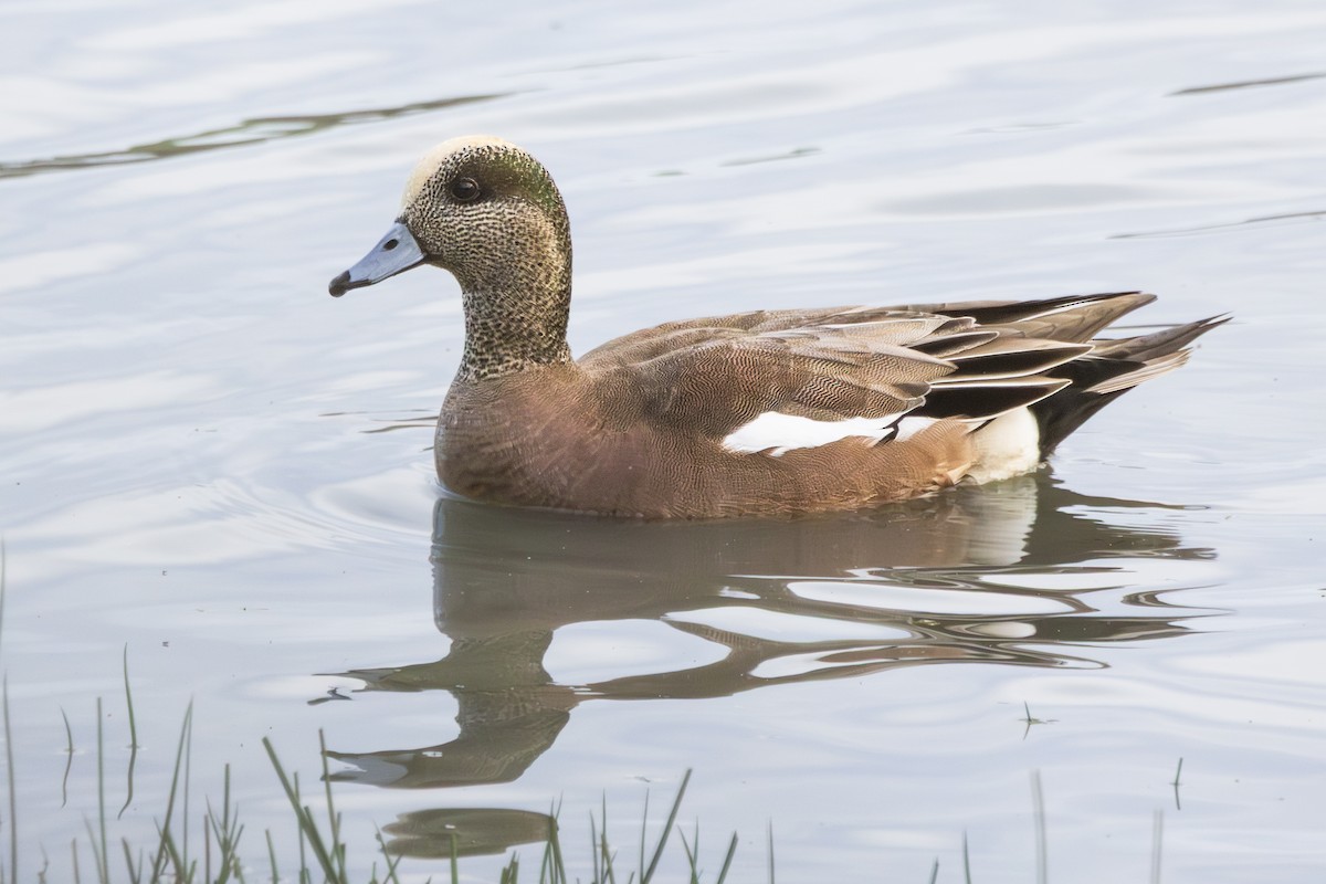American Wigeon - ML645782556