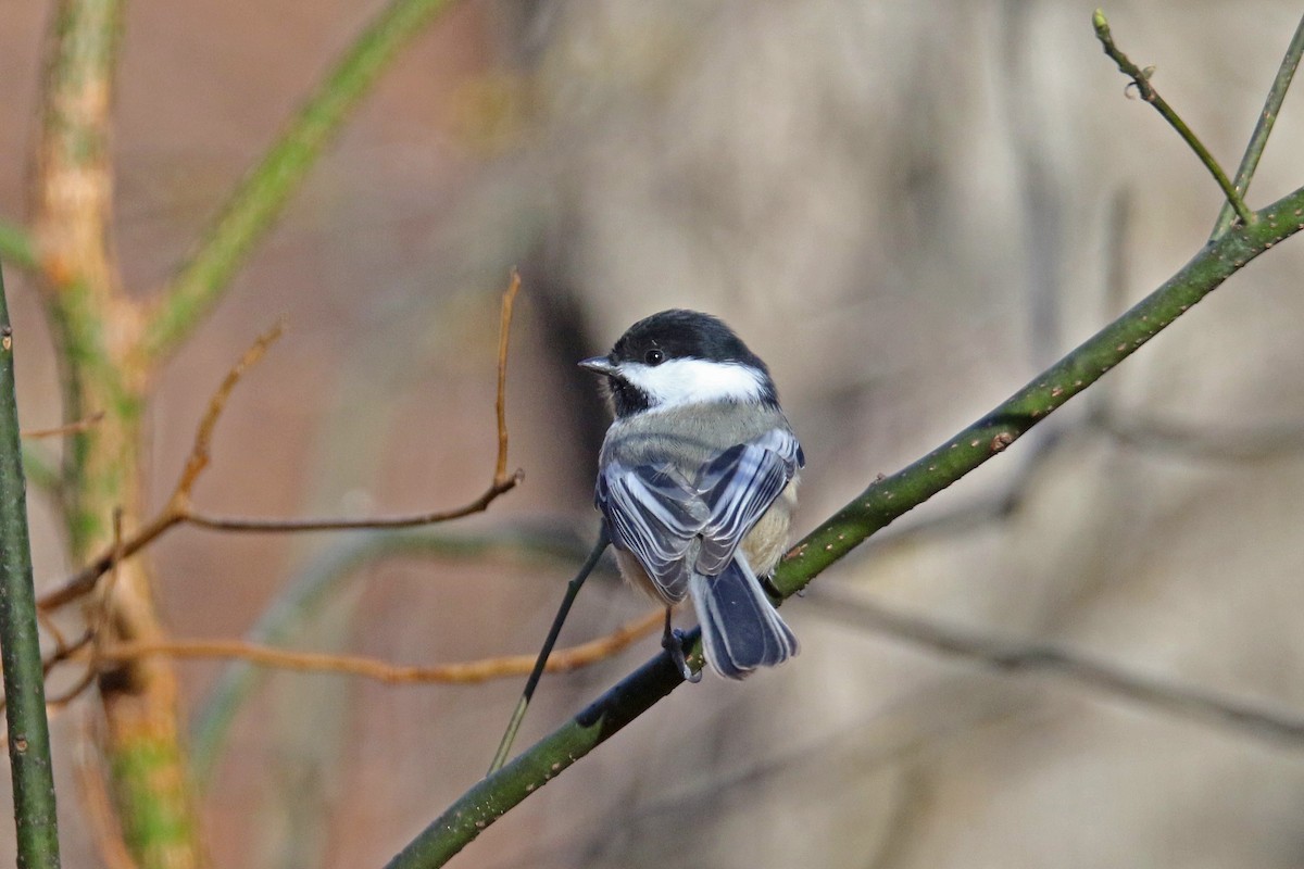 Black-capped Chickadee - ML645782557