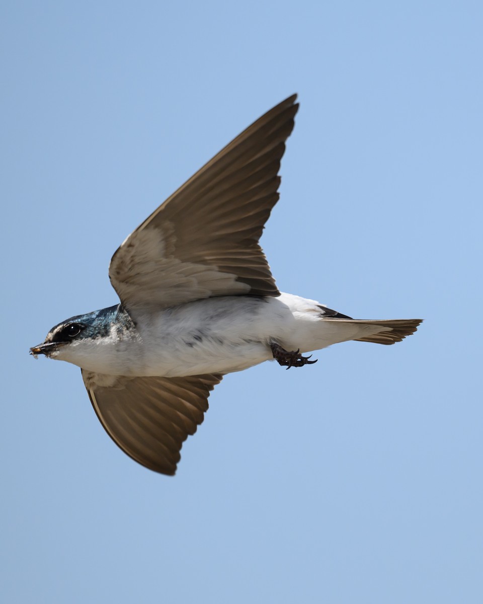White-rumped Swallow - ML645782558