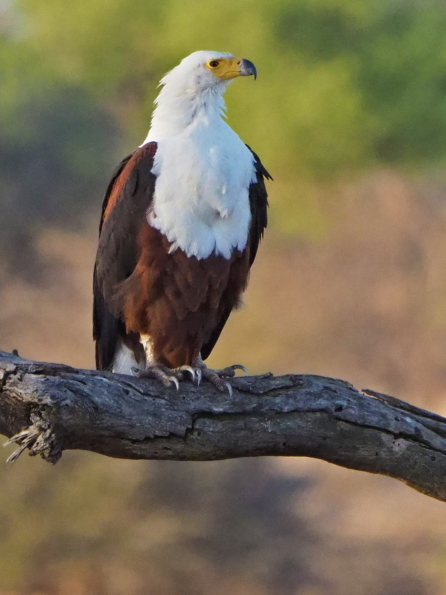 African Fish-Eagle - ML645782561