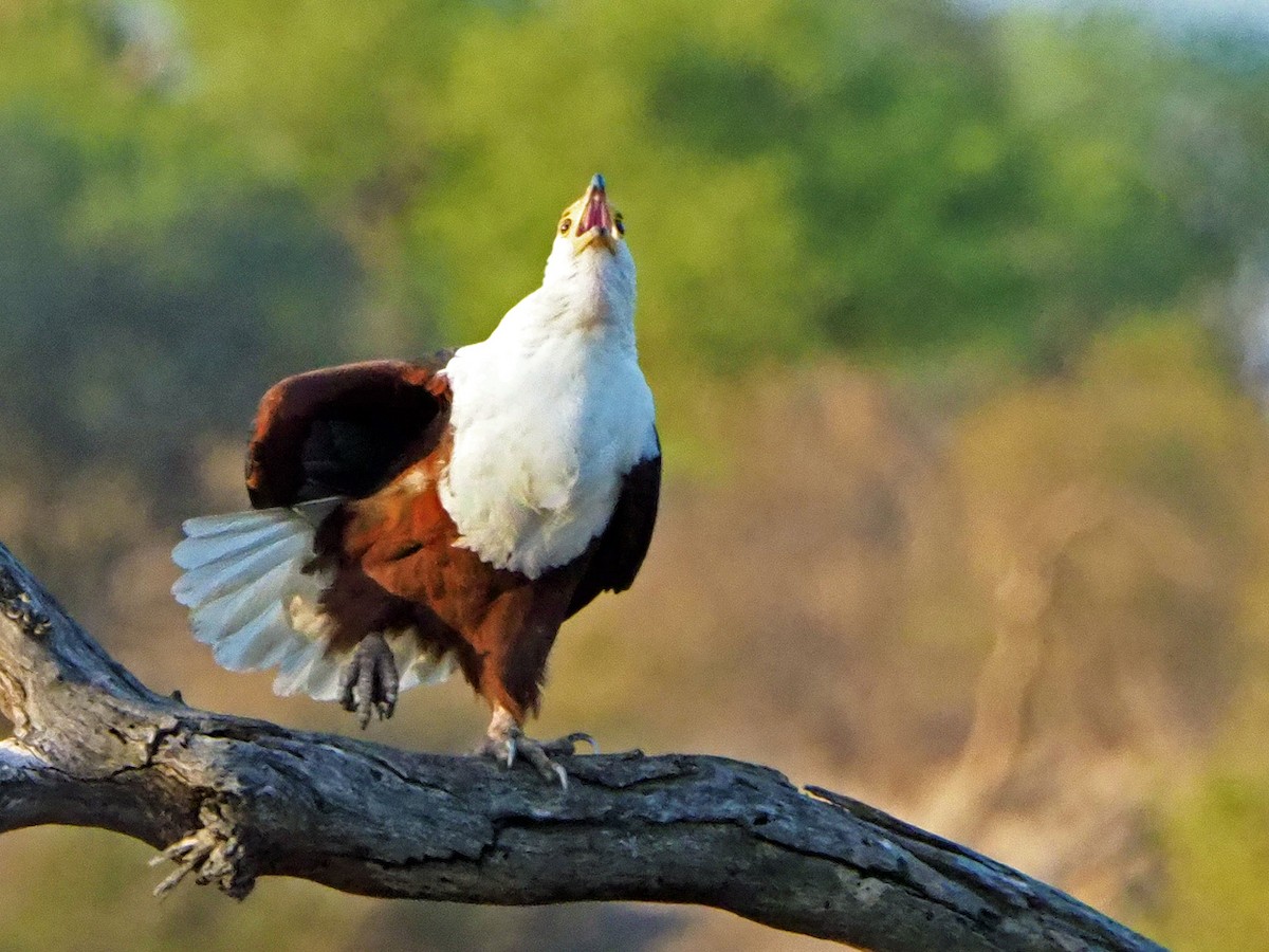 African Fish-Eagle - ML645782562