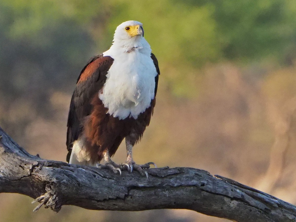 African Fish-Eagle - ML645782563