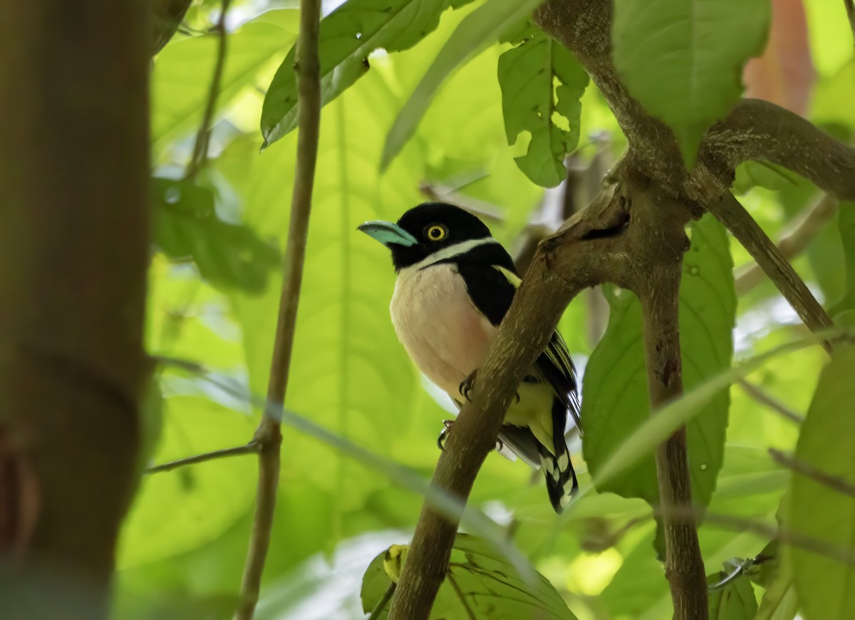 Black-and-yellow Broadbill - ML645782564