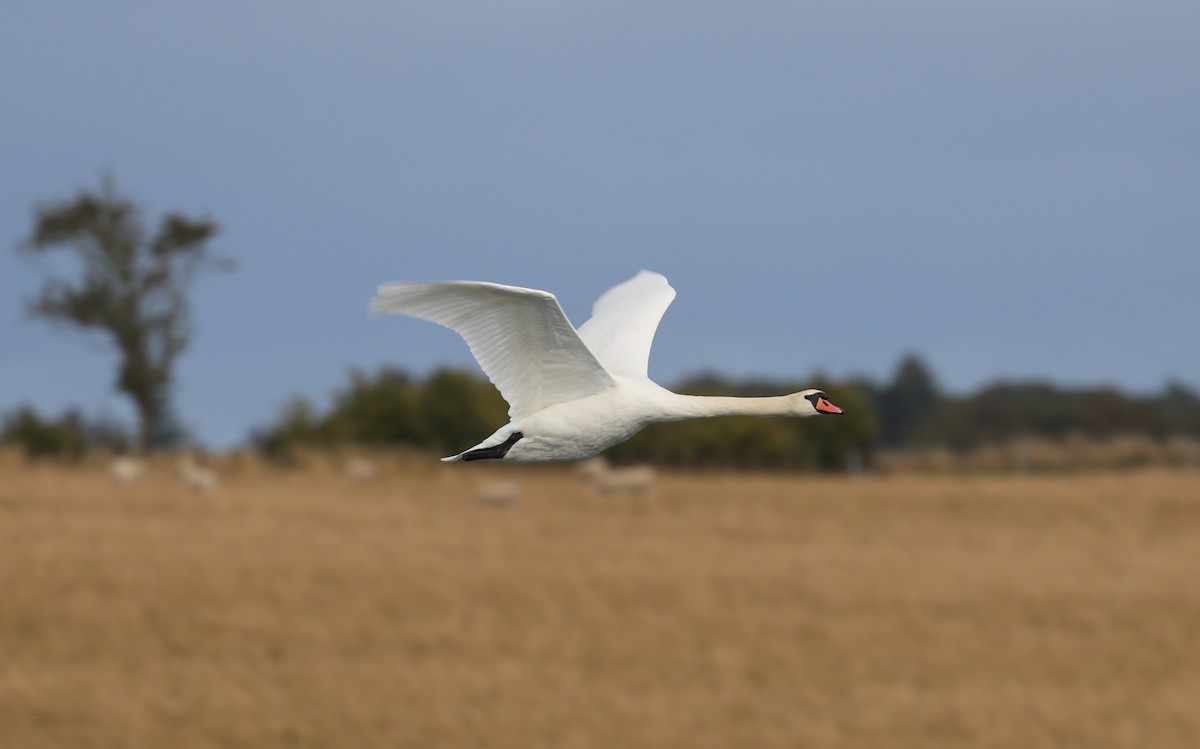 Mute Swan - ML645782565