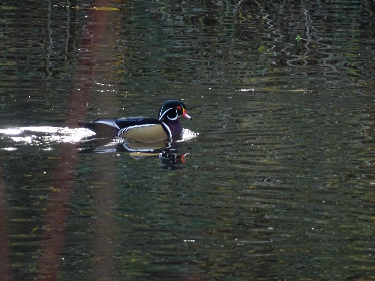 Wood Duck - ML645782566