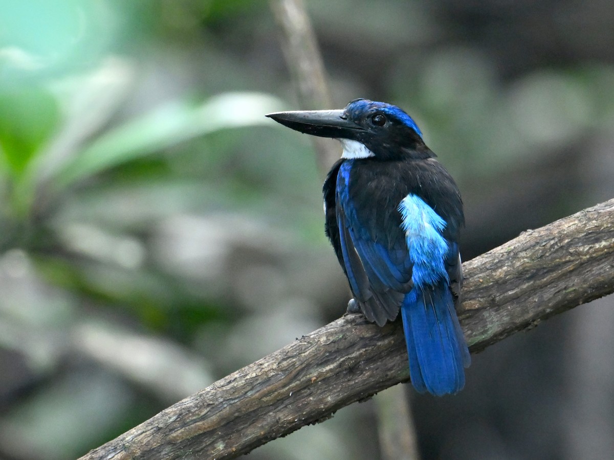 Blue-black Kingfisher - ML645782567