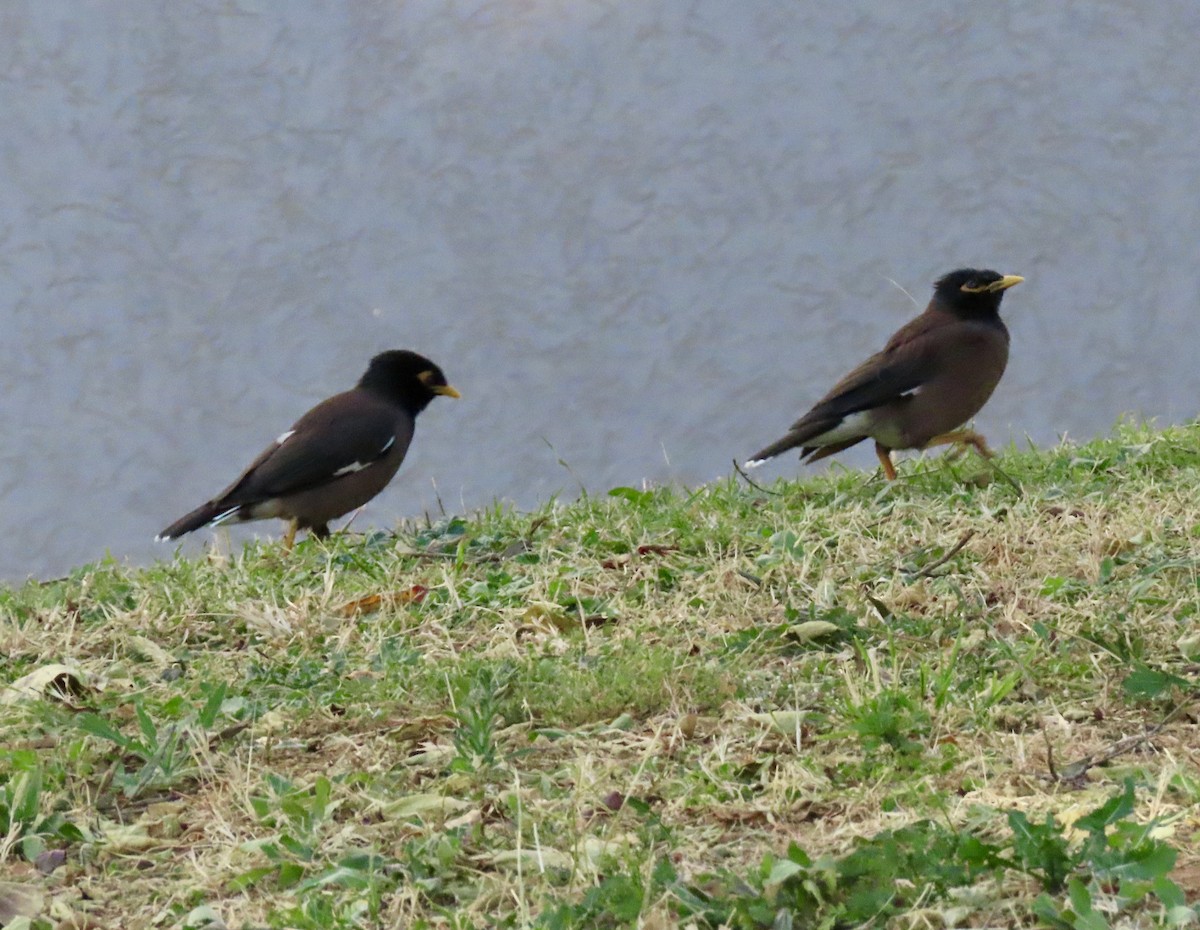 Common Myna - ML645782568