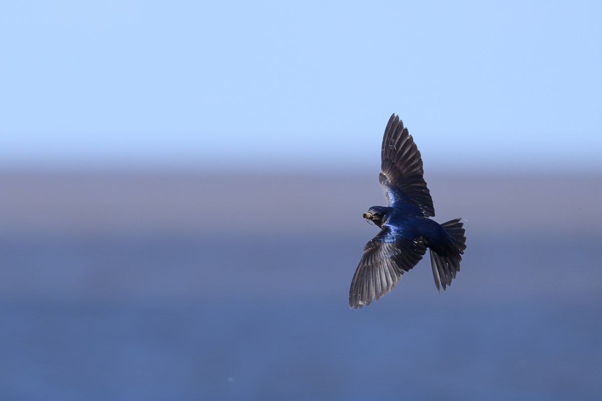 Southern Martin - ML645782570