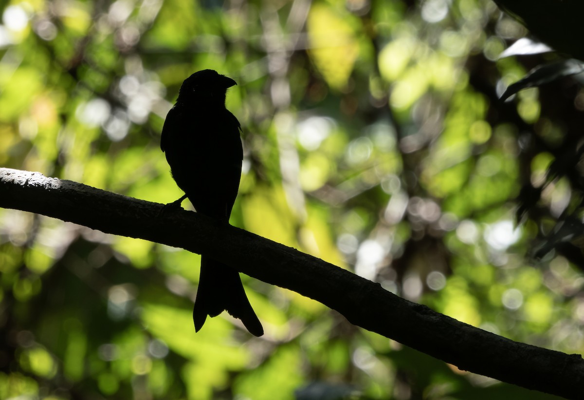 Ashy Drongo - ML645782572