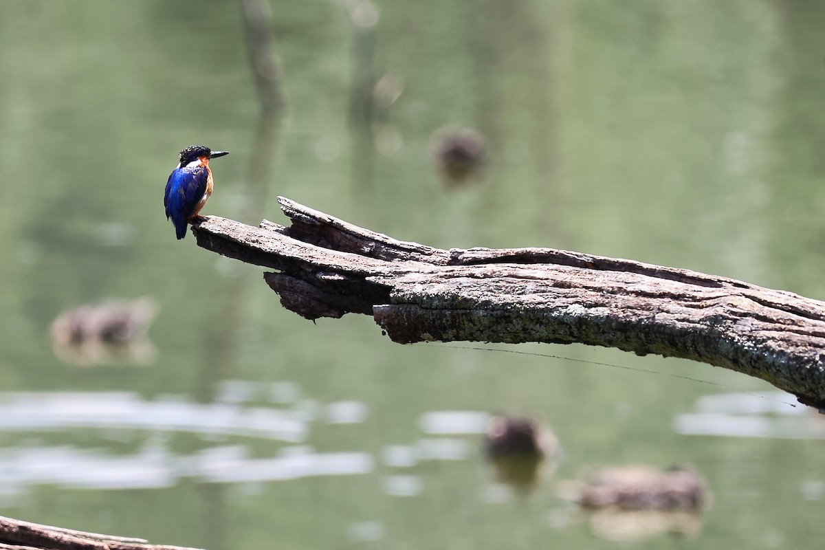 Malagasy Kingfisher - ML645782573
