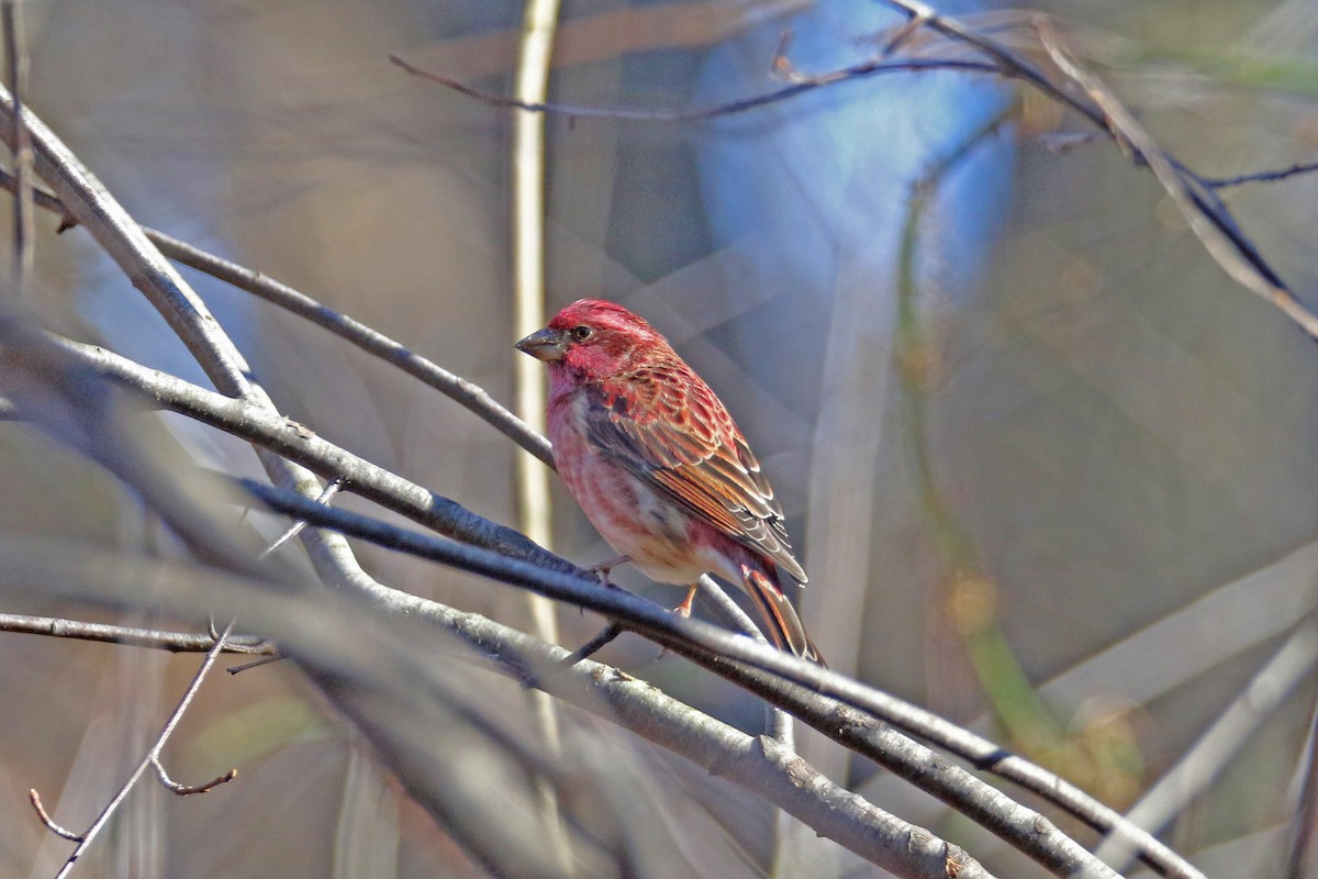 Purple Finch - ML645782574