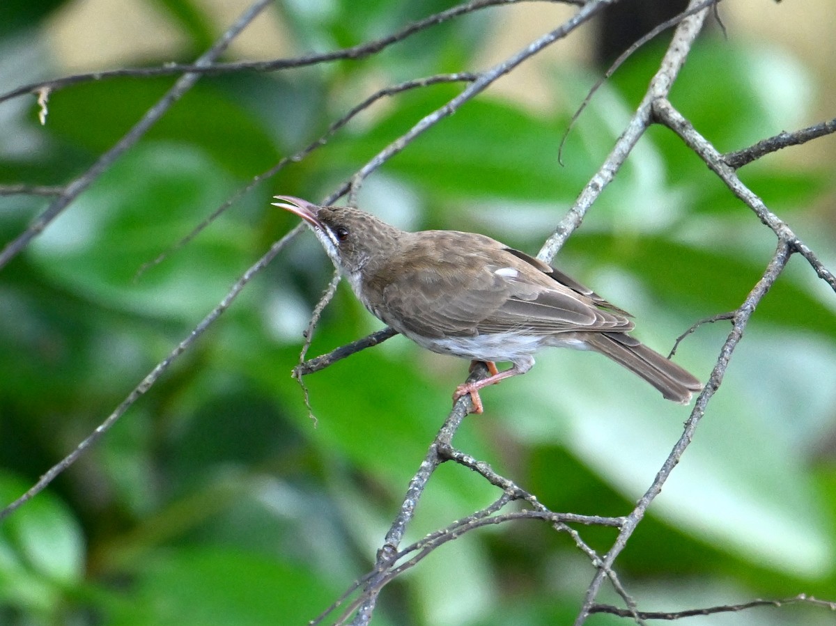 Brown-backed Honeyeater - ML645782575