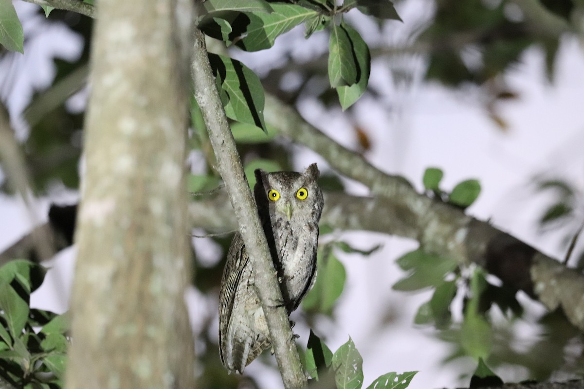 Pacific Screech-Owl - ML645782576
