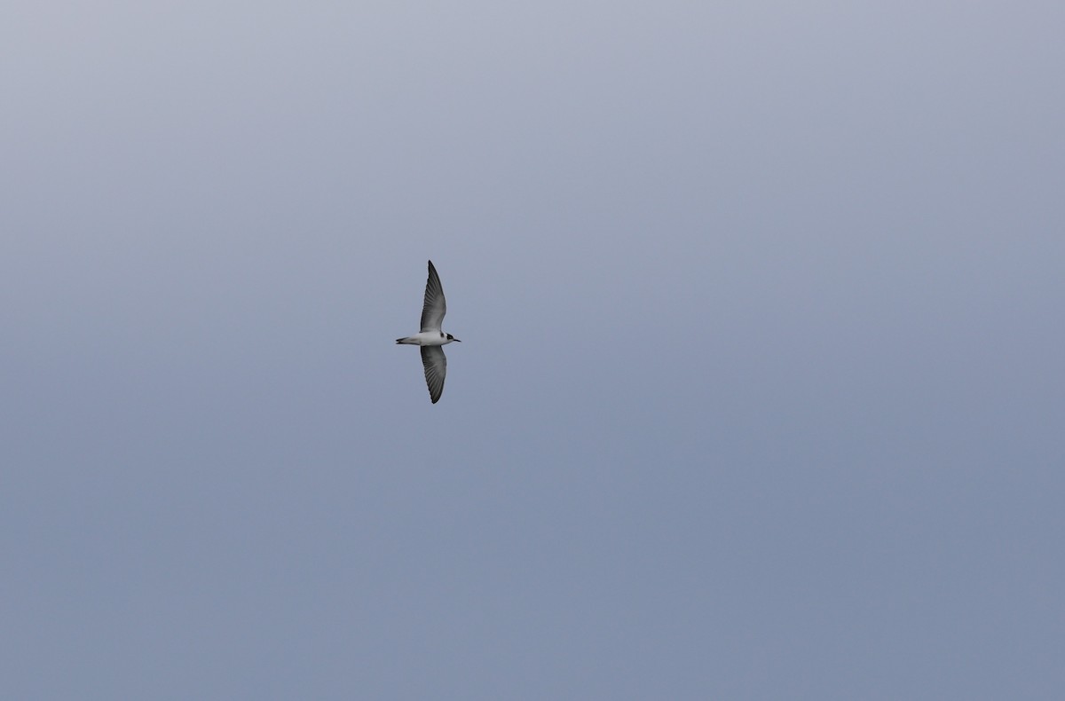 Black Tern - ML645782577