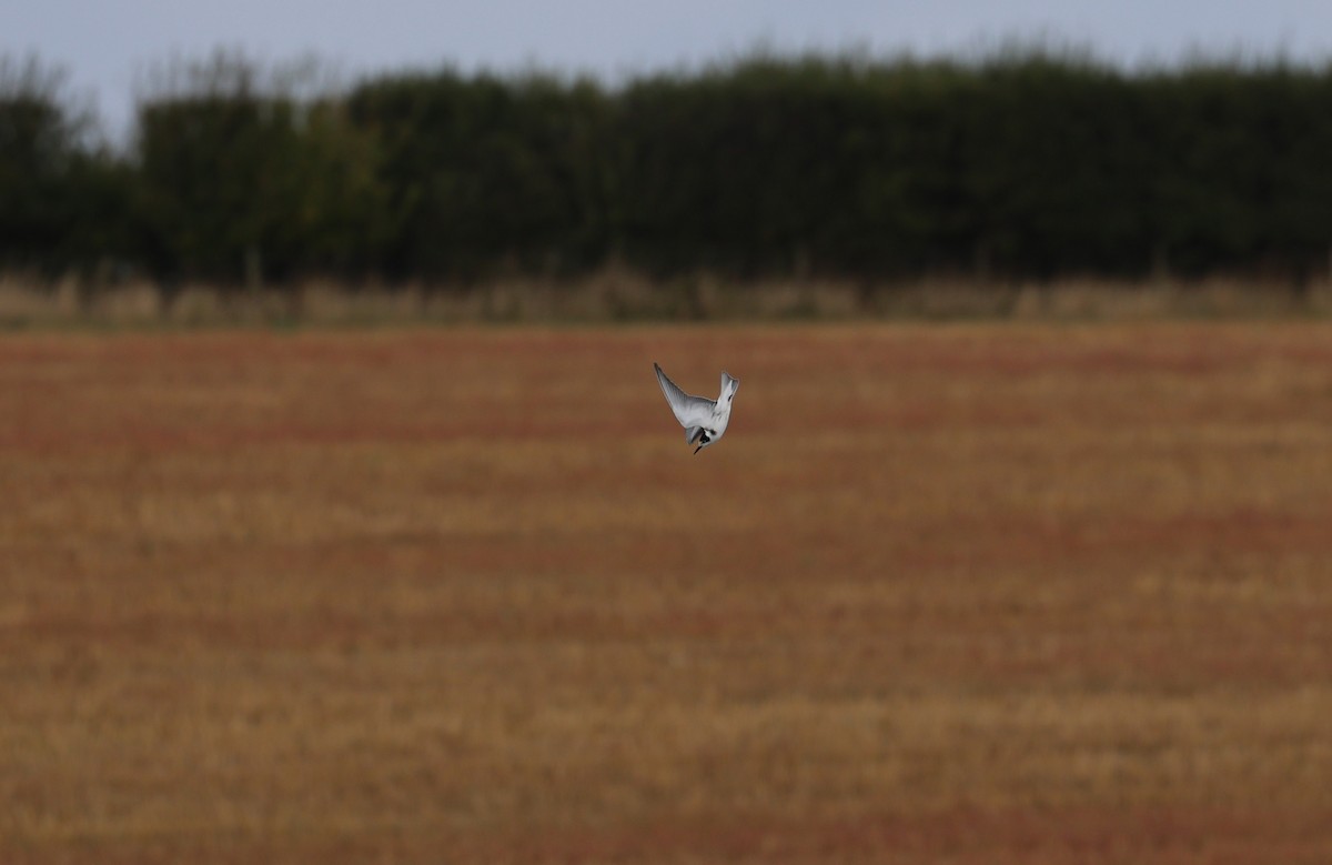 Black Tern - ML645782578