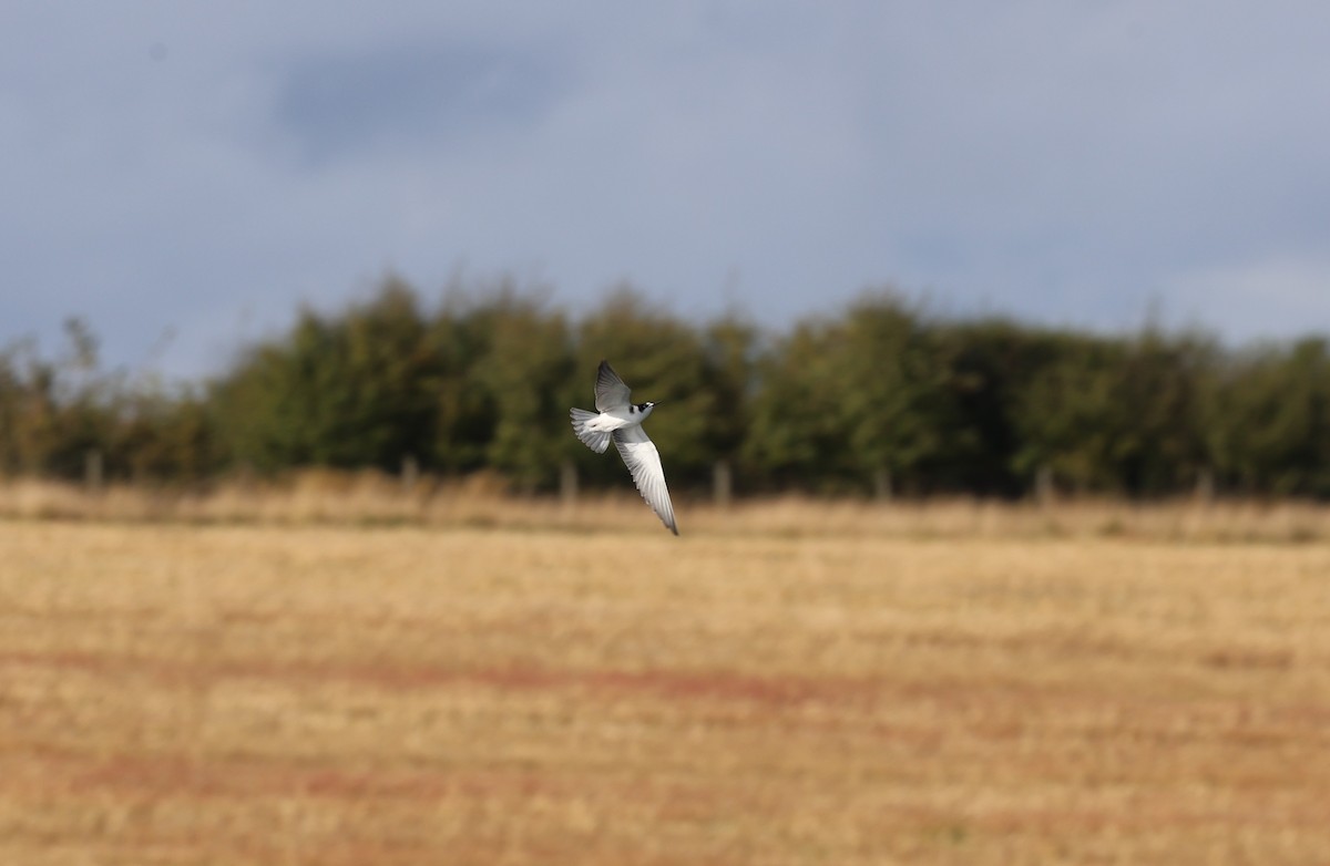 Black Tern - ML645782579