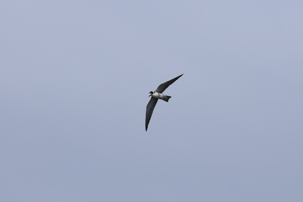 Black Tern - ML645782580