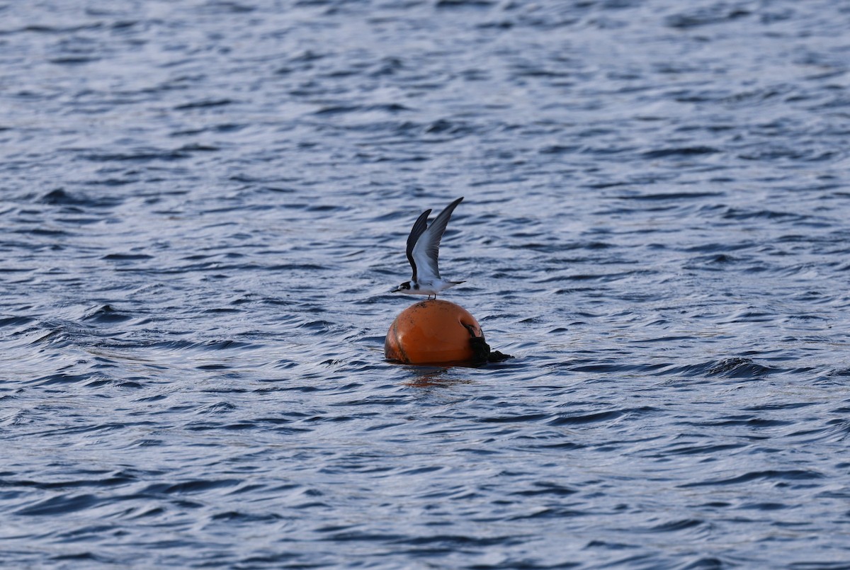 Black Tern - ML645782581
