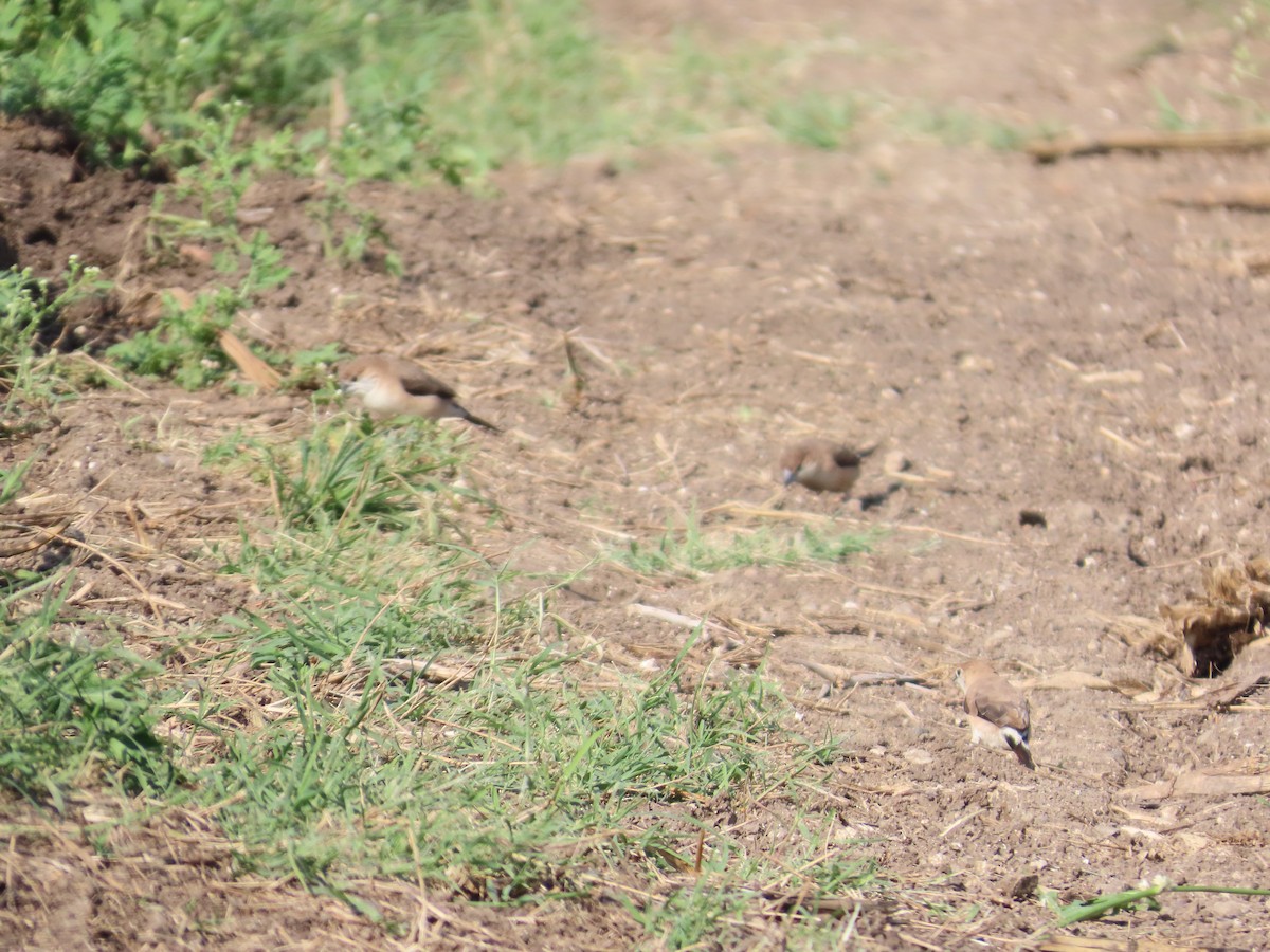 Indian Silverbill - ML645782582