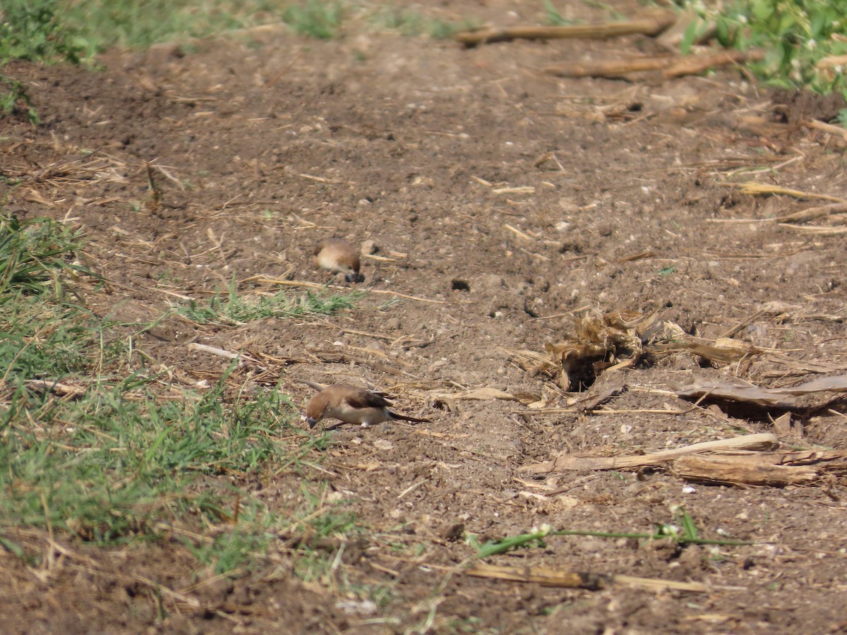 Indian Silverbill - ML645782583