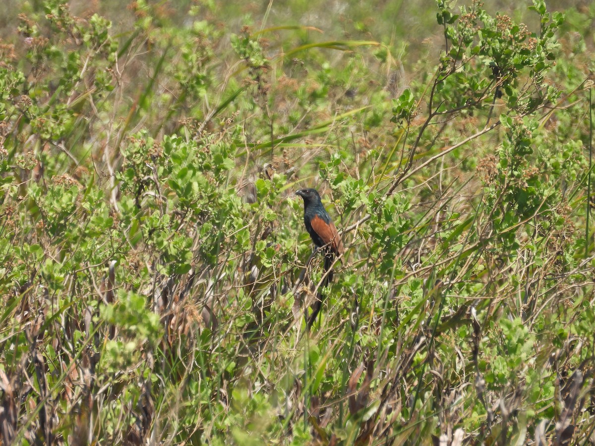 Malagasy Coucal - ML645782584