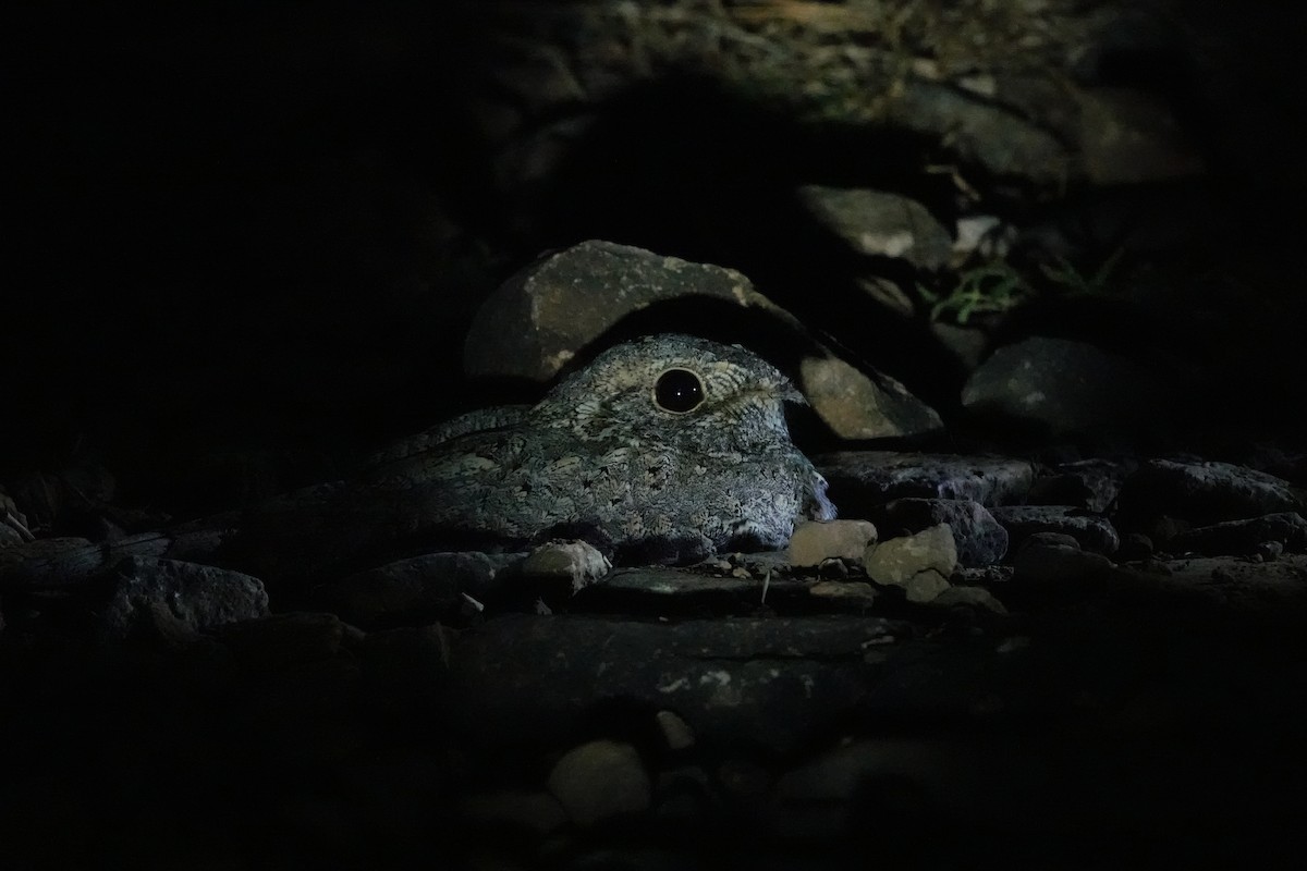 Sykes's Nightjar - ML645782585