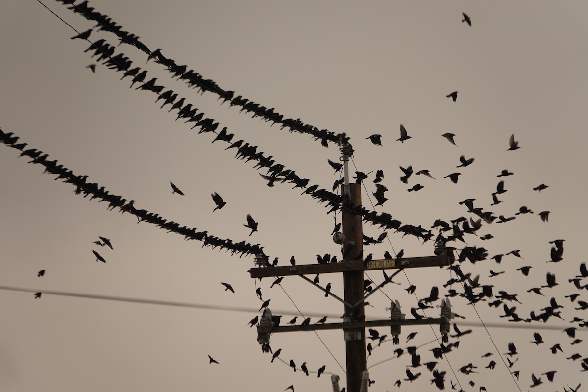 blackbird sp. - ML645782605