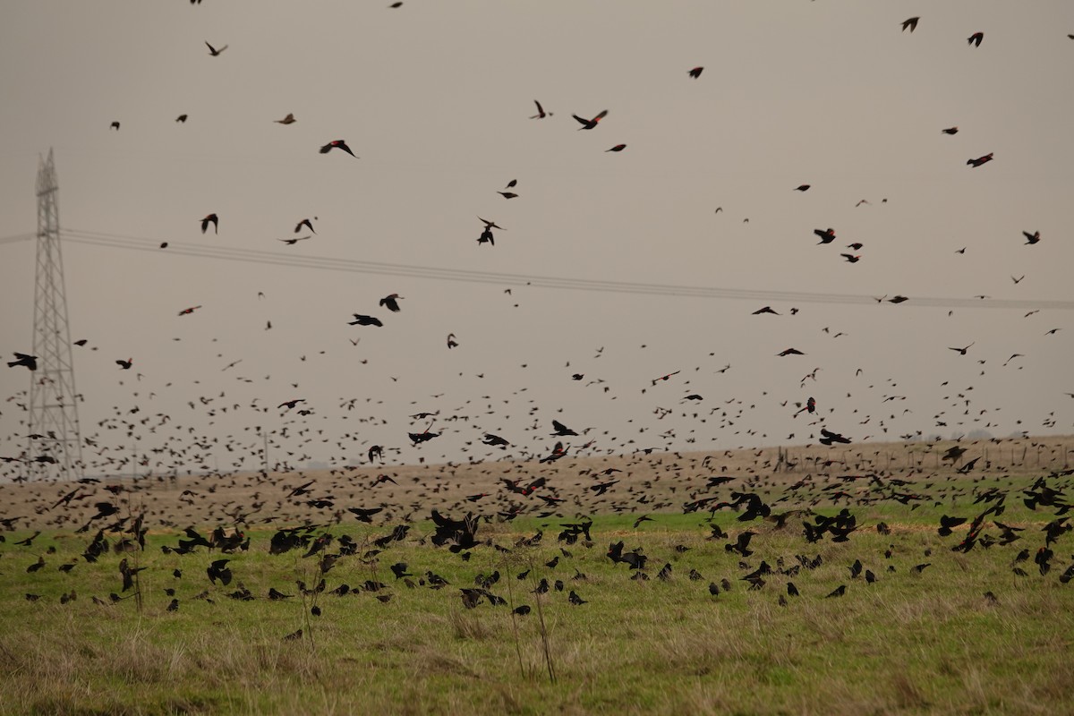 blackbird sp. - ML645782625
