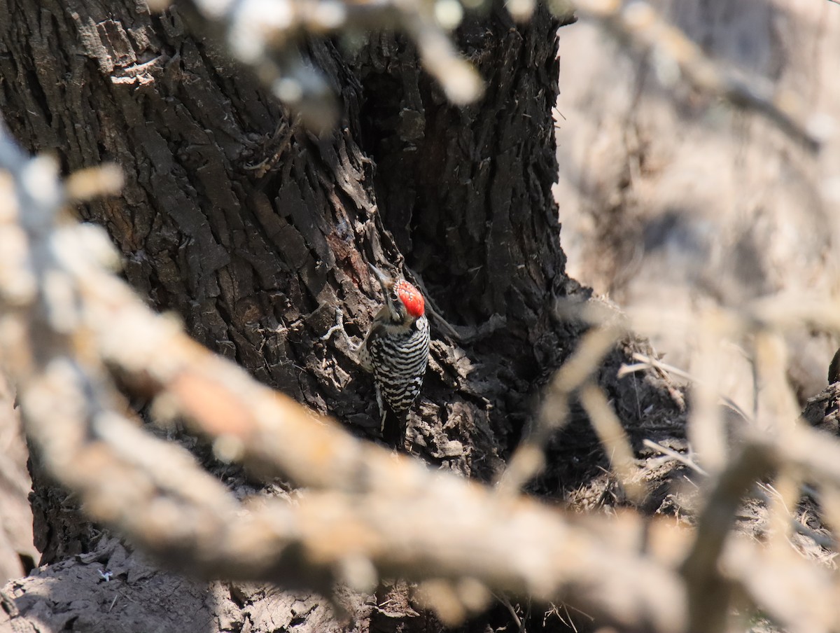Ladder-backed Woodpecker - ML645782631