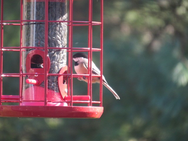 Carolina Chickadee - ML645782634