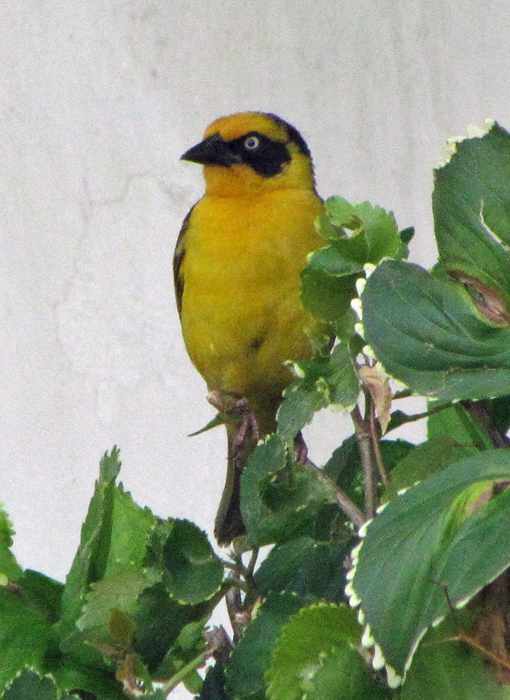 Tejedor Baglafecht - ML645782644