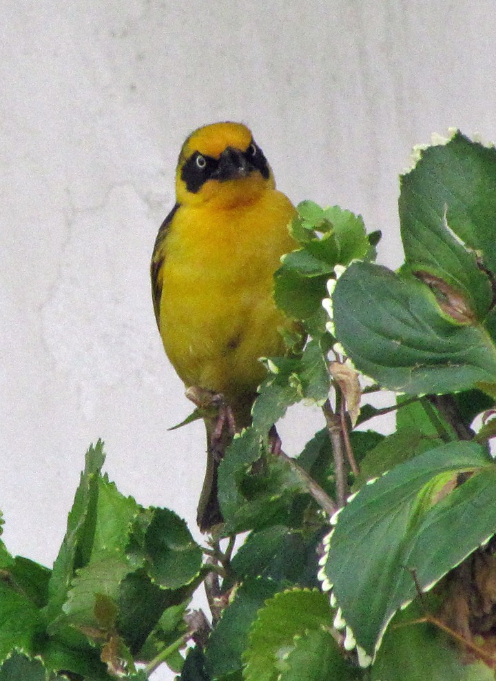 Tejedor Baglafecht - ML645782646