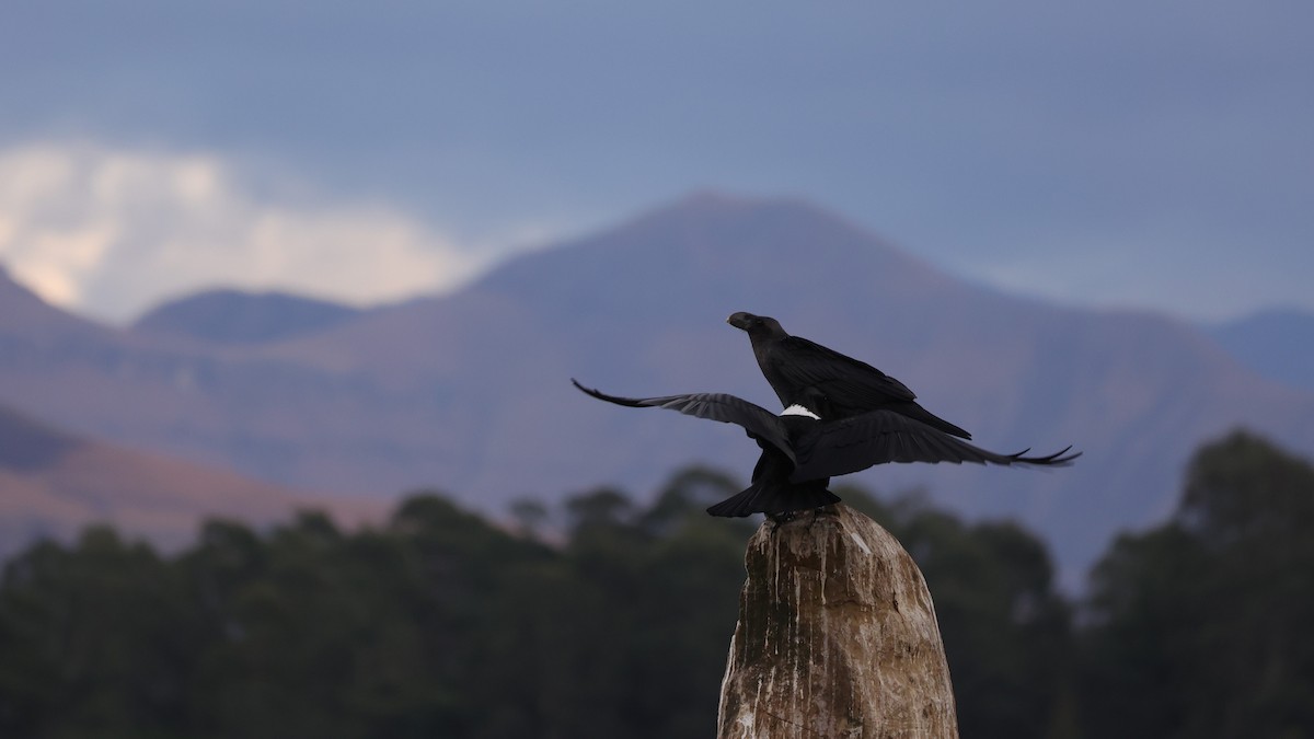 White-necked Raven - ML645782648